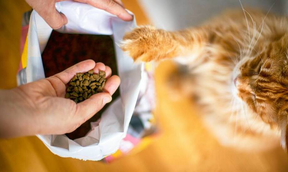 Smaczki z insektami dla kota – czy są odpowiednie dla każdego pupila?