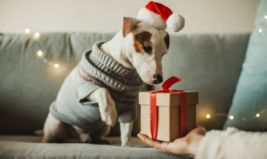 Jakie są najczęstsze błędy przy wyborze swetra dla psa i jak ich unikać?