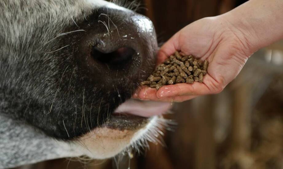 Wpływ meszu Hoveler na wydajność i energię koni podczas zawodów