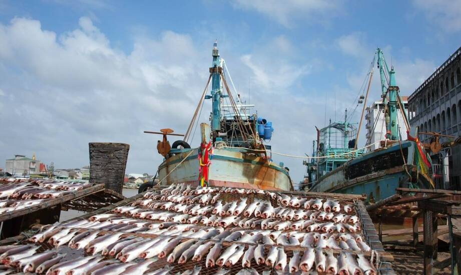 Jak dostosować wybór sieci do rodzaju ryb poławianych?