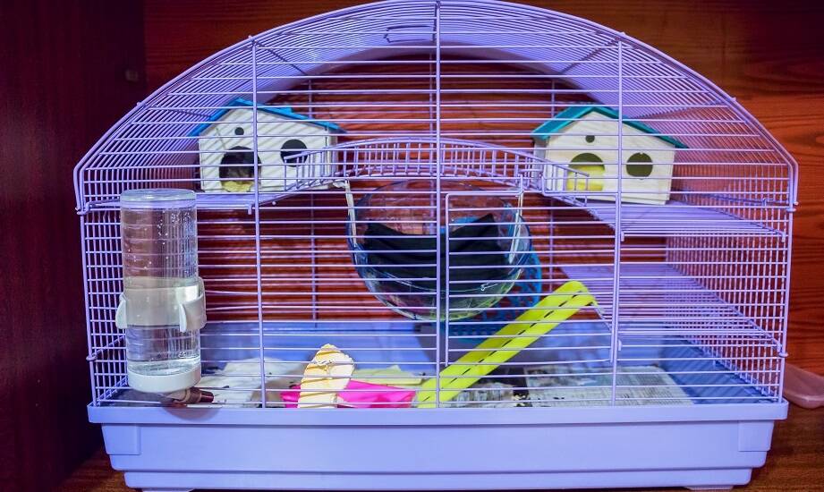 Znaczenie odpowiedniego oświetlenia w klatkach dla gryzoni.