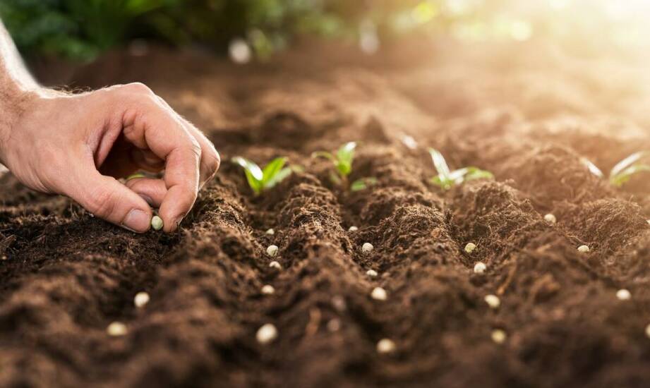 Najlepsze praktyki w pielęgnacji trawnika: wybór nasion i nawozów