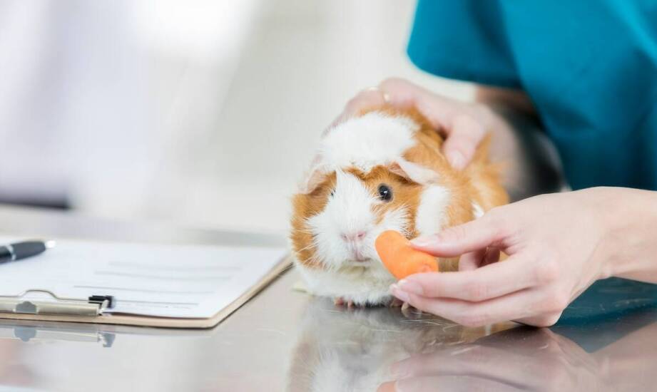 Jakie przekąski są najlepsze dla zdrowia małych zwierząt?