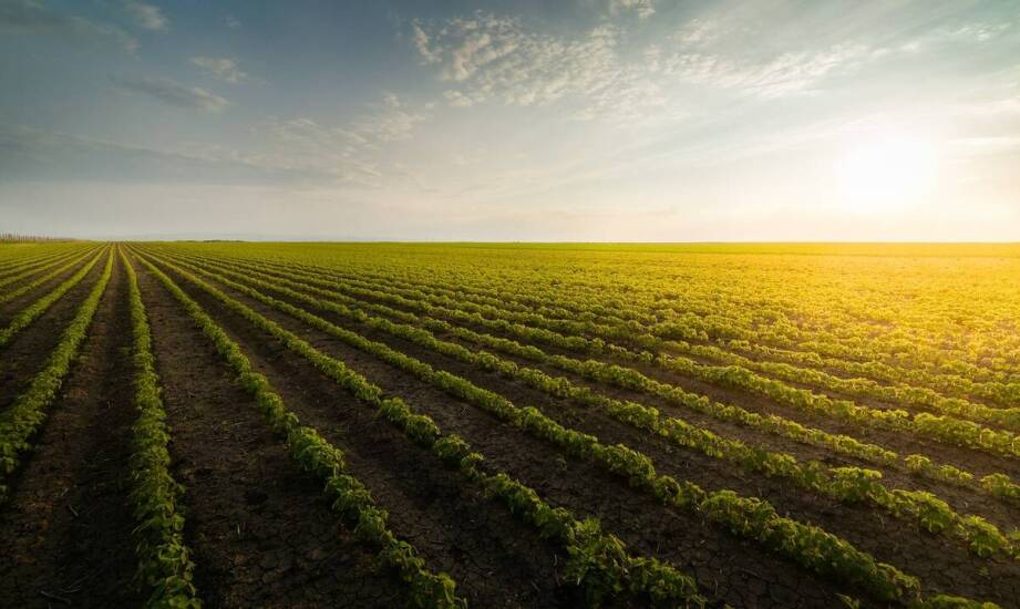 Jakie są korzyści z użycia biostymulatorów organicznych w uprawach?