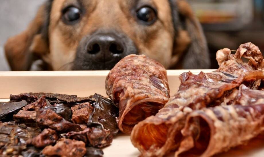 Jakie drobiowe mięso najlepiej sprawdzi się w diecie dla psów aktywnych fizycznie?