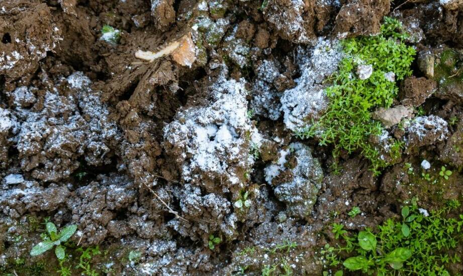 Zimowe wyzwania w uprawie niedośpianu – jak im sprostać?