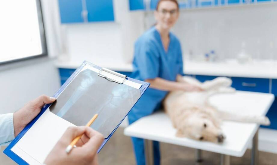 Druki akcydensowe jako niezbędny element dokumentacji weterynaryjnej