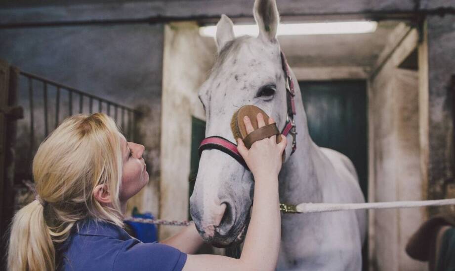 Profesjonalne utrzymanie konia w przydomowej stajni – jakie dostępne są usługi?