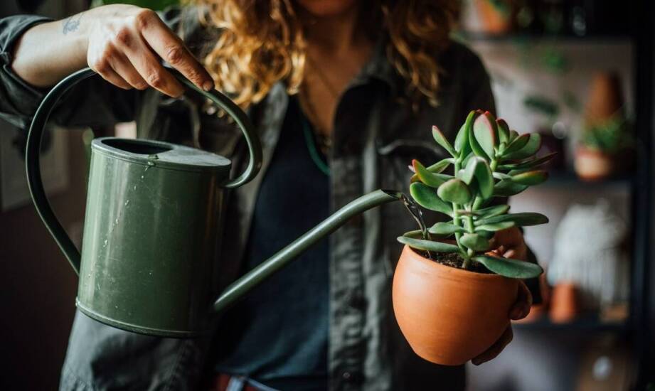 Jak zapewnić odpowiednie nawodnienie dla czerwonej koszteli?