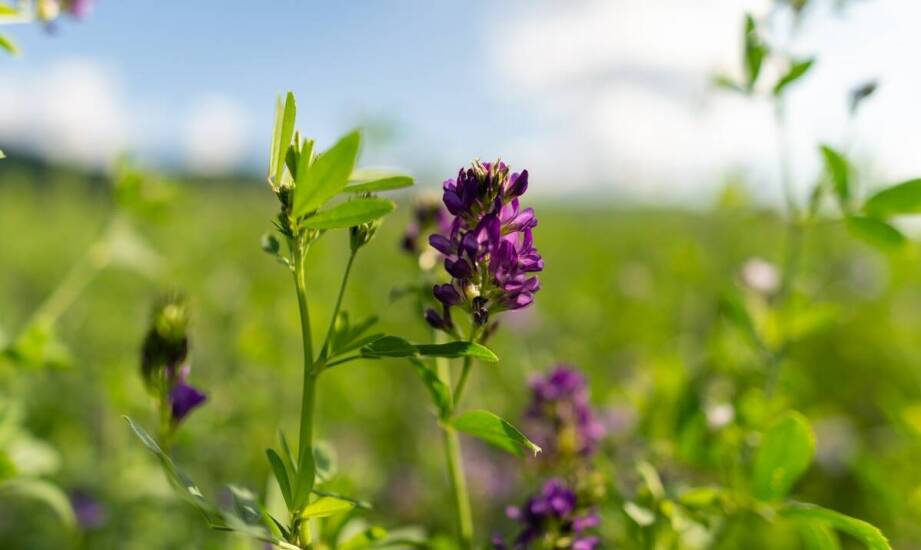 Jakie są ekologiczne korzyści z uprawy wilca krzyżówki?