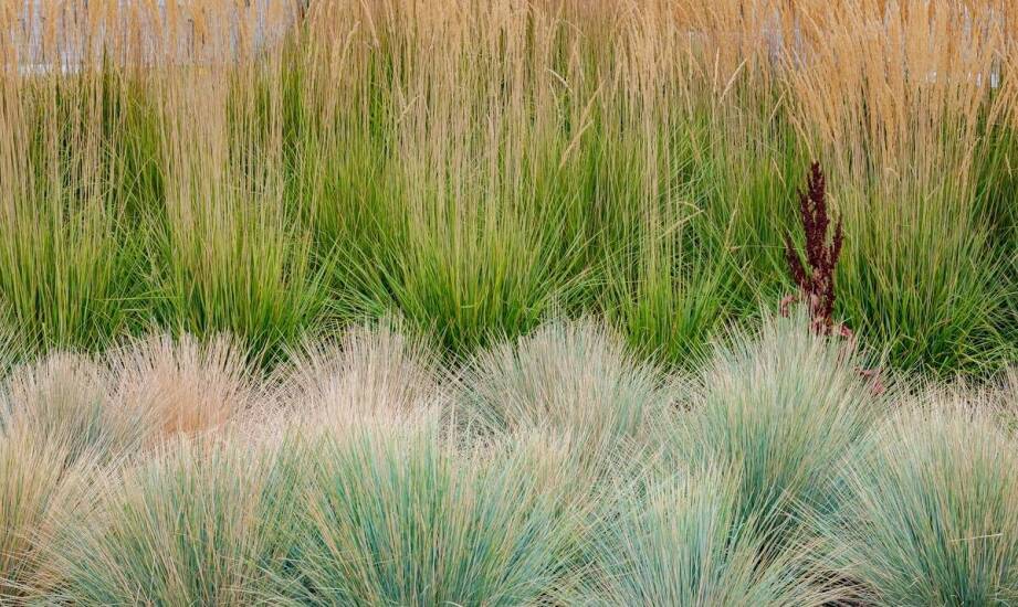 Jakie ozdobne trawy sprawdzą się najlepiej w polskim klimacie?