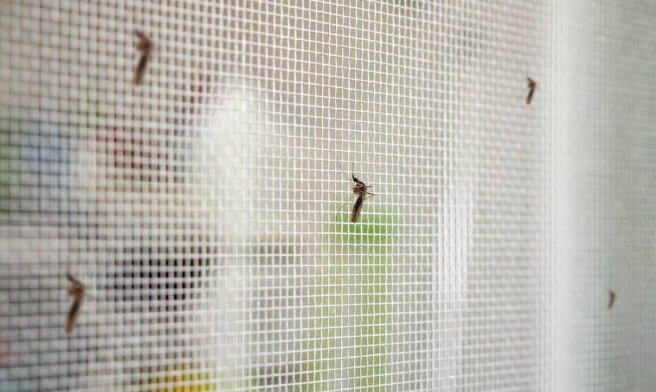 Moskitiery na miarę – jak dopasować je do indywidualnych potrzeb?