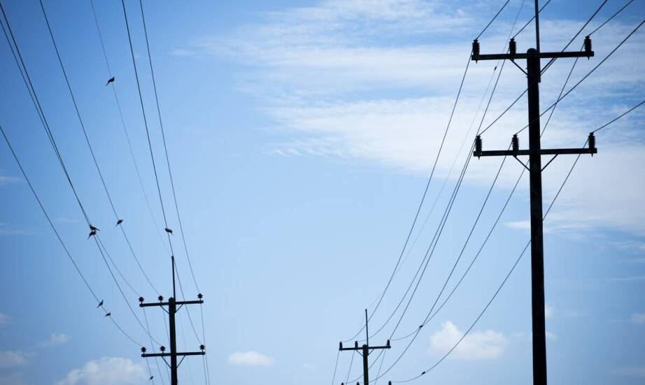 Nasze sieci a ochrona chronionych gatunków – jak to robimy?