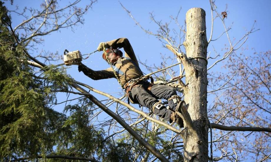 Jakie znaczenie ma doświadczenie w realizacji usług wycinki drzew?