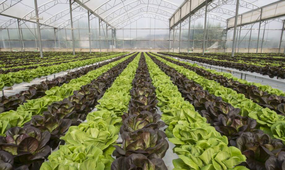 Jak adsorpcyjne osuszacze powietrza pomagają w zarządzaniu wilgotnością w szklarniach?