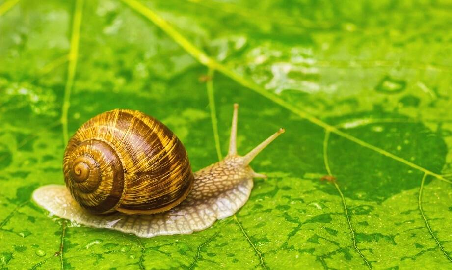 Przewaga konkurencyjna dzięki użyciu rzepiku Perko w hodowli ślimaków