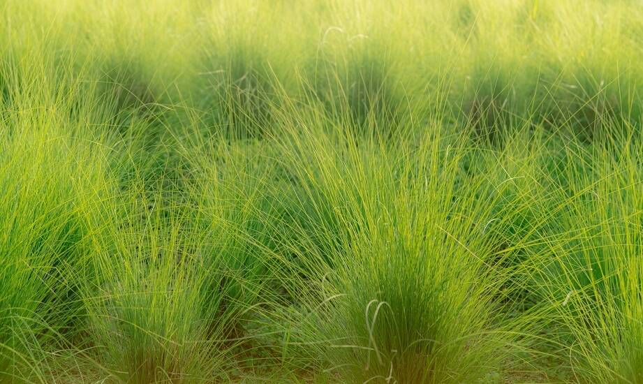 Jednoroczna trawa w kontekście ekologicznych systemów uprawy