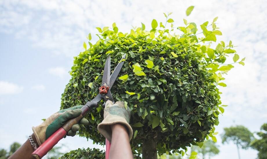 Znaczenie korygujących i formujących cięć dla estetyki ogrodu