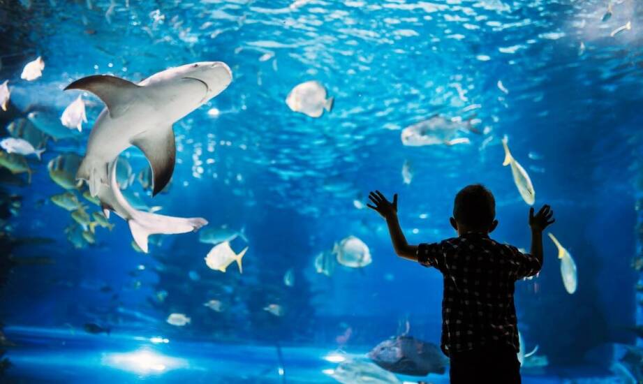 Morskie stworzenia w ofercie figurek Schleich – odkryj świat podwodny