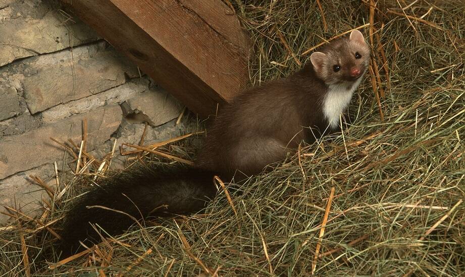 Jak dźwięk odstraszający kuny wpływa na inne domowe zwierzęta?