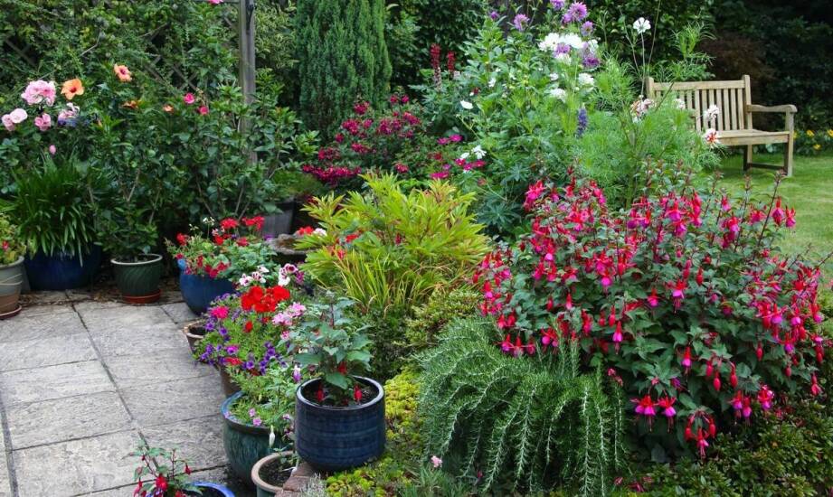 Jakie choroby mogą zaatakować róże w doniczkach i jak im zapobiegać?