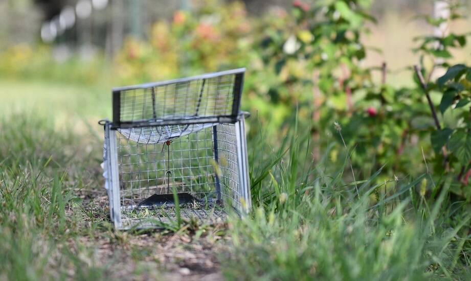 Pułapka żywołapka jako narzędzie do humanitarnego zarządzania populacją dzikich zwierząt