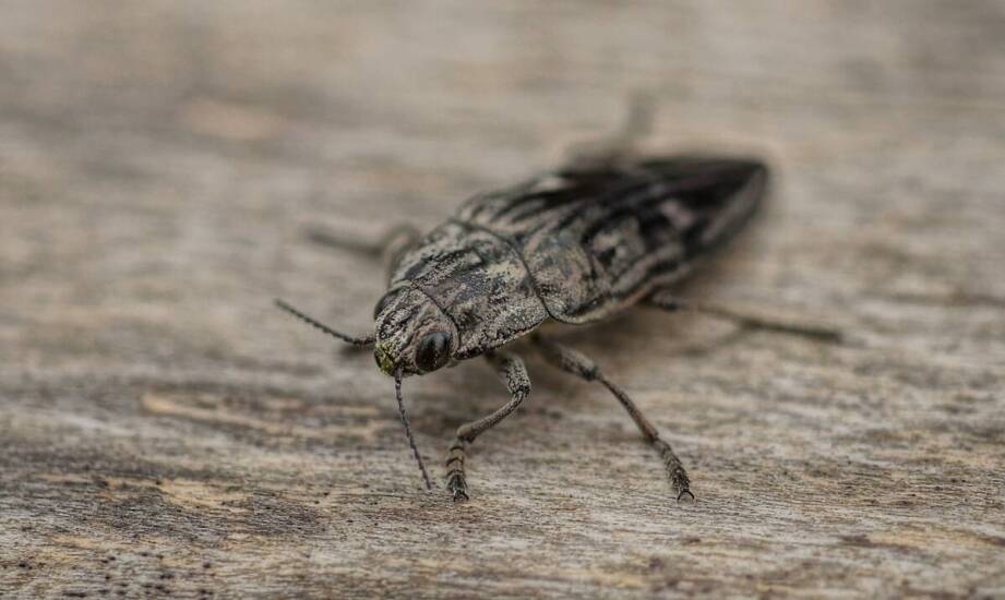 Gryzki – wpływ sezonowych zmian na ich aktywność w domach