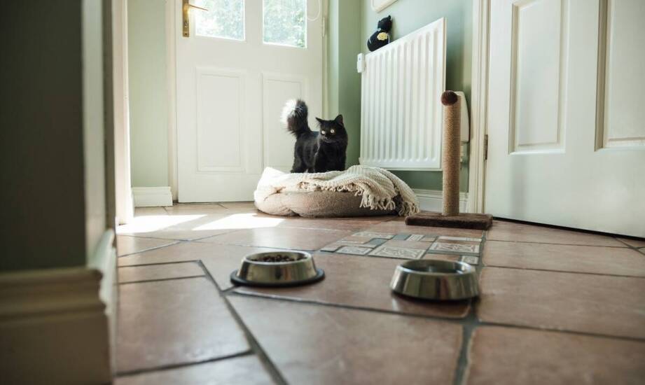 Wpływ opinii właścicieli na decyzję o wyborze hotelu dla kotów w Warszawie