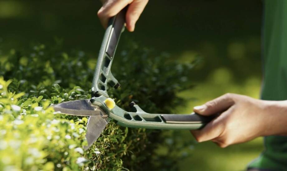 Jakie znaczenie ma odpowiednie cięcie dla gęstości żywopłotu?