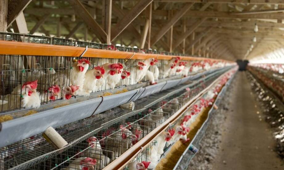Znaczenie ferm drobiu dla stabilności rynku paszowego