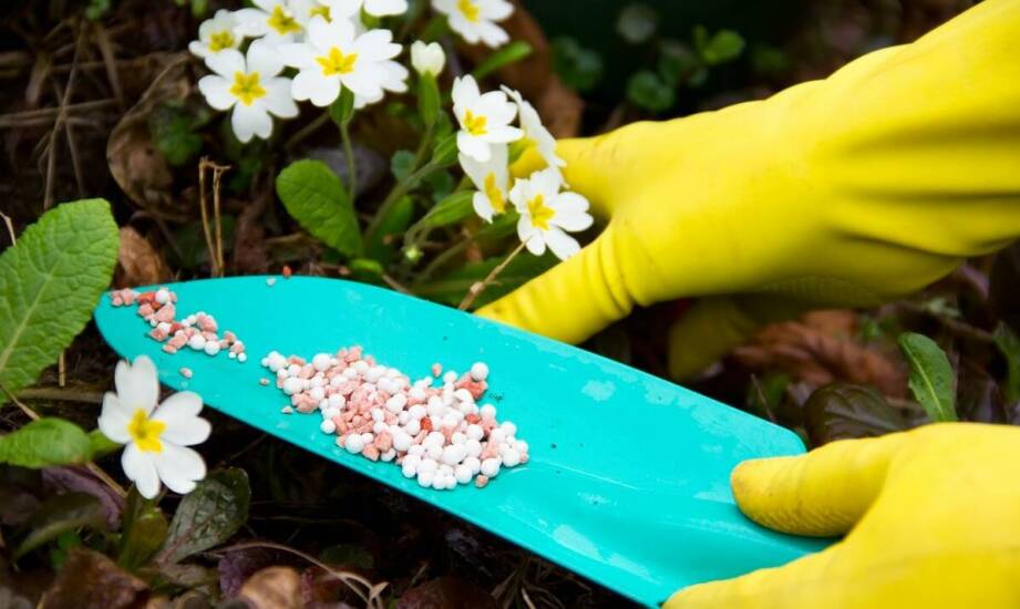 Wybór odpowiednich nawozów dla roślin doniczkowych: kluczowe aspekty