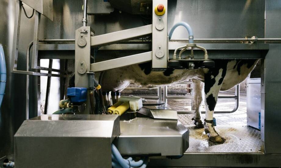 Znaczenie przyrządu do cielęcia krów w nowoczesnym gospodarstwie