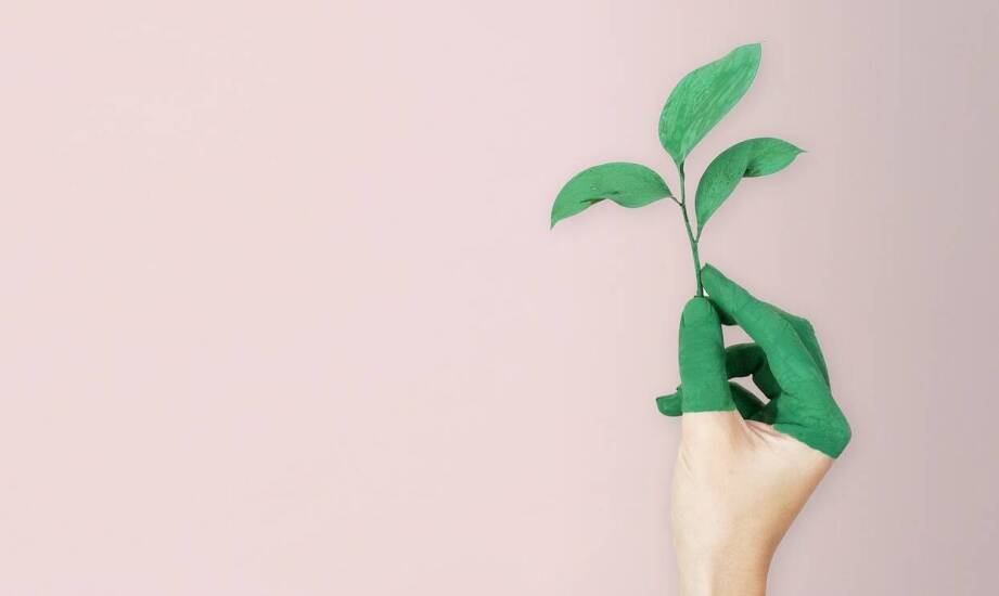 Dlaczego różowa hoja jest idealnym wyborem dla miłośników egzotycznych roślin?