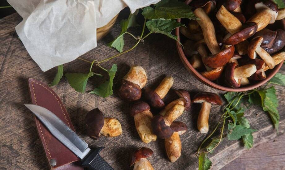 Przegląd najciekawszych przepisów z użyciem produktów leśnych