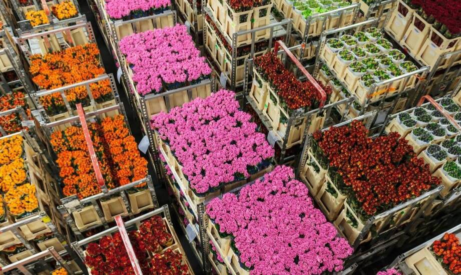 Wpływ hurtowni kwiatów na jakość oferowanych ciętych roślin