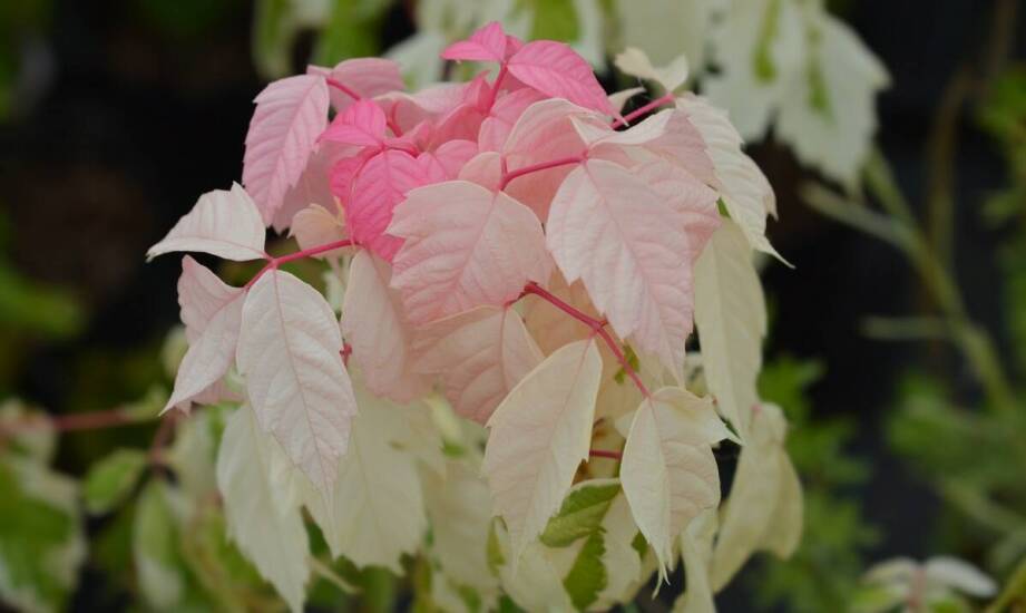 Ciemierniki w ogrodzie – jak je łączyć z innymi roślinami?