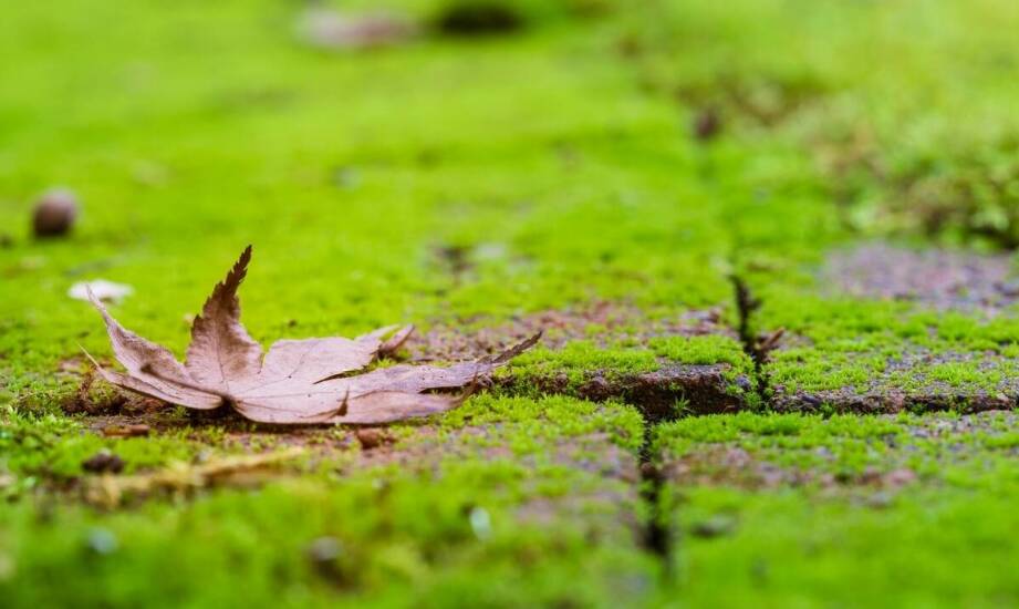 Jak uniknąć ponownego wzrostu mchu dzięki Moss Tenzi?