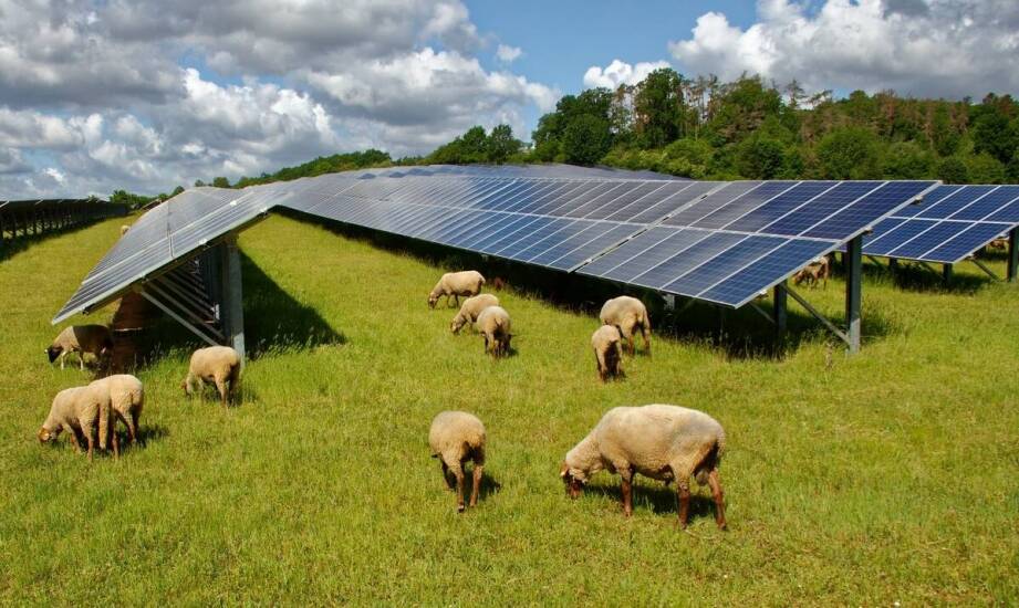 Jak nowoczesne technologie wpływają na rozwój pastwiskowych poideł?