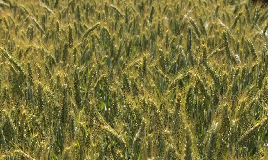 Wpływ przygotowania gleby na efektywność uprawy pszenżyta ozimego