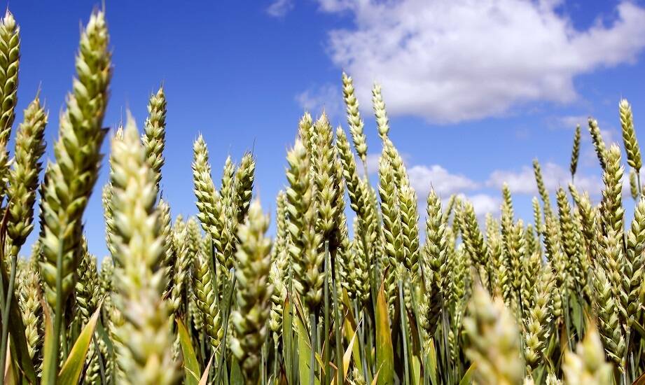 Strategiczne nawożenie ozimej pszenicy przed siewem: Co warto wiedzieć?