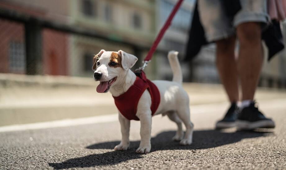 Jak szelki typu guard wspierają rozwój szczeniaka w trakcie spacerów?