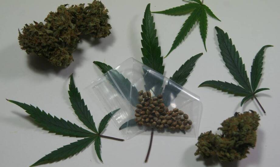 Wpływ Sweet Seeds na różnorodność upraw marihuany