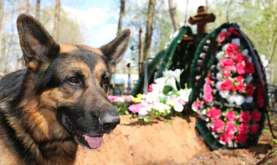 Cmentarz dla psów - jak wpływa na proces żałoby u właścicieli?
