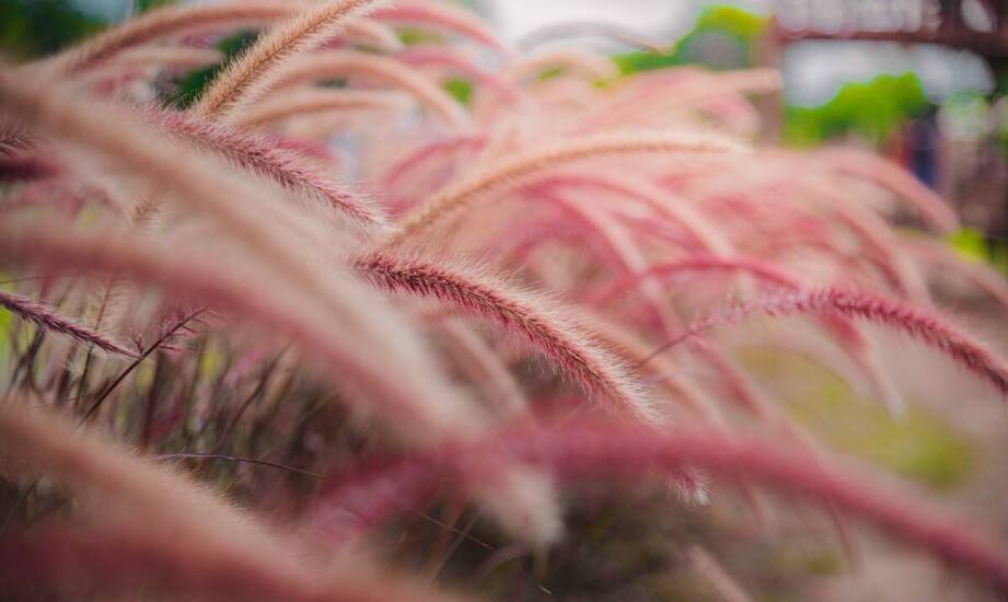 Jakie korzyści przynosi stosowanie traw ozdobnych w aranżacjach florystycznych?