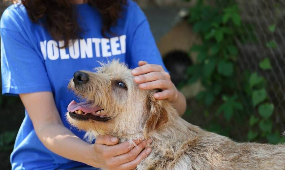 Rola zbiórek w zapewnieniu lepszego życia dla psów rasy amstaff.