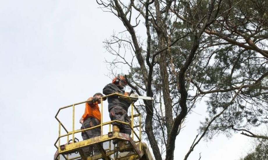 Proces wycinki trudnych drzew w kontekście miejskim