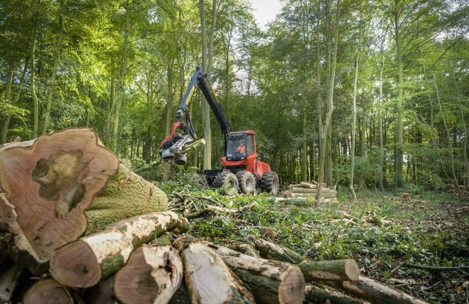 Wycinka lasów i jej wpływ na lokalną drzewną gospodarkę
