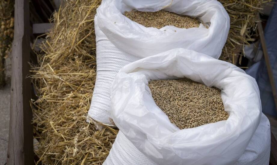 Różnorodność paszowych słodzików: jak wybrać najlepszy dla swojego stada?