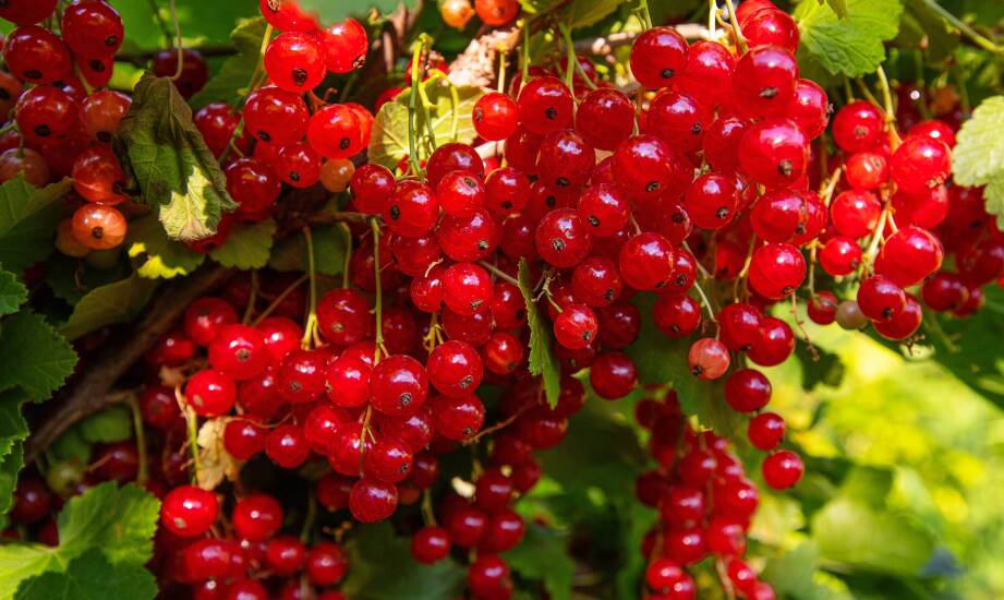 Znaczenie porzeczek w ekologicznych owocowych ogrodach