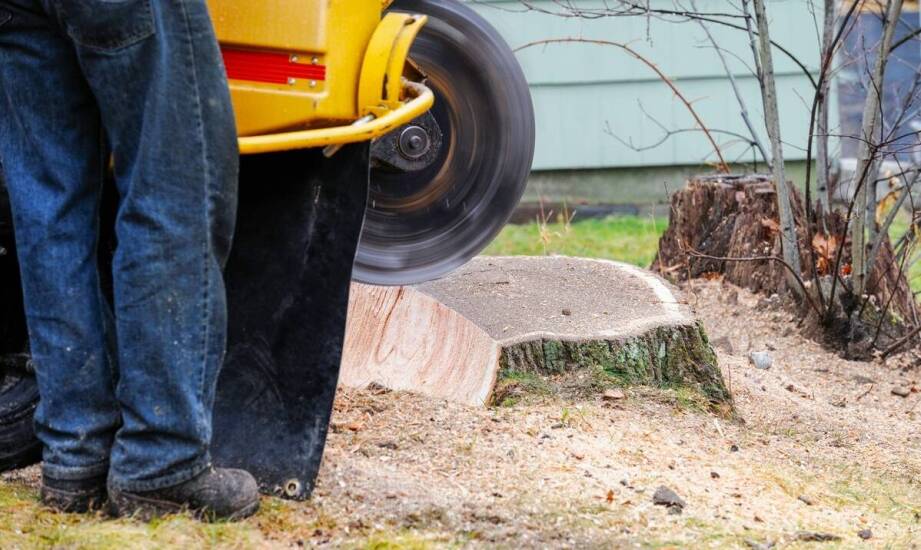 Frezowanie pni a zgodność z przepisami o ochronie przyrody
